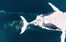 Ấn tượng cá mập xé xác cá voi hàng "khủng" qua flycam