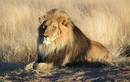 Top khám phá thú vị và ít biết về loài sư tử