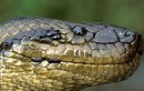 Huyền thoại và sự thật về trăn Anaconda khổng lồ