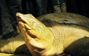 Những phen thoát chết của rùa Hoàn Kiếm ở Đồng Mô