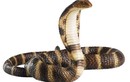 Giải bí ẩn rùng mình về rắn hổ mang Ai Cập