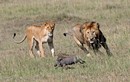 Cận cảnh sư tử săn lợn rừng nhanh hiếm có