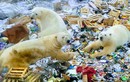 Gấu Bắc Cực tấn công, "quậy tưng" quần đảo Nga
