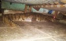 Hãi hùng cá sấu mang thai nằm dưới giường chờ sinh nở