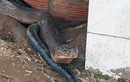 Tiết lộ bất ngờ về cặp rắn hổ khủng bắt được ở An Giang