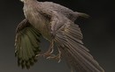 Bồ câu xấu xí như quái vật, là loài chim cổ xưa nhất