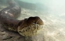 "Run rẩy" xem thợ lặn đối đầu trăn anaconda khổng lồ dài 6m