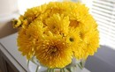 5 loại hoa may mắn nên bày trong dịp Tết