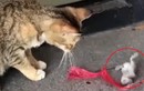 Video: Chết cười chuột giả chết, "lăn theo gió” trước mặt mèo 