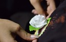 Lễ Vu Lan người Việt tặng hoa hồng cài áo, nước khác tặng hoa gì?