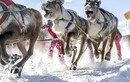 Những hé lộ thú vị về "vùng đất Giáng sinh" tại Phần Lan