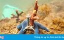 Ảnh độc: Xem chuyên gia cấy ghép, phục hồi san hô trên vịnh Nha Trang