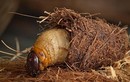 Sự thật bất ngờ về con đuông dừa... nghe cực choáng 