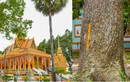 Loạt cây trăm tuổi tại ngôi chùa ‘độc nhất vô nhị’ tại Việt Nam