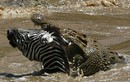 Loài cá sấu lớn nhất thế giới, nghiền nát con mồi bằng một cú cắn