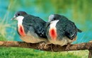 Tiết lộ thú vị về 'trái tim rỉ máu' của loài chim đặc biệt