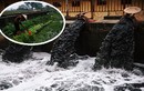 Hãi hùng người Hà Nội dùng nước ô nhiễm đen ngòm tưới rau