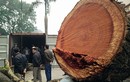 Ảnh: Cận cảnh chặt hạ cây sưa 100 tỷ ở Hà Nội