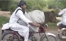 Video: “Cười ngất” với thanh niên chở bò vi vu “hóng gió” bằng xe máy