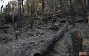 Đau thương cảnh hoang tàn của rừng ở Hà Tĩnh sau "biển lửa"