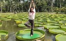 Video: Tập yoga trên lá cây hoa súng lớn nhất thế giới