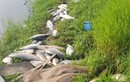 Hà Nội: Hơn 2 tấn cá chết sau khi Urenco 6 xả nước rỉ rác ra môi trường