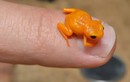 Loài ếch tội nghiệp nhất hành tinh: Nhỏ chỉ bằng cái móng tay