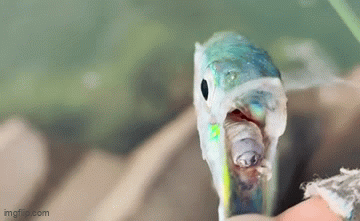 Clip: Kinh hãi phát hiện ký sinh trùng đáng sợ trong miệng cá