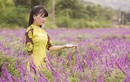 Sắc tím oải hương tại thung lũng hoa ở cao nguyên Lào Cai