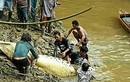 Indonesia: Mổ bụng cá sấu, tá hỏa phát hiện chân tay người