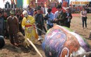 “Vua” mặc long bào xuống ruộng đi cày tại lễ hội Tịch Điền