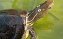 Những loài rùa quý hiếm tại Việt Nam báo động tuyệt chủng