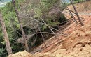 Lâm Đồng: Thi công dự án rác đè đổ hơn 100 cây thông
