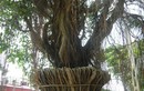Khiếp vía “siêu cây cảnh” tiền tỷ ở Việt Nam