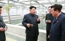 Ông Kim Jong-un tử hình giám đốc CV vì để rùa chết?