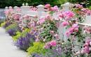 Những cách trang trí nhà bằng hoa hồng siêu đẹp