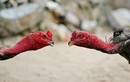 Các loại gà tiến vua độc nhất vô nhị ở Việt Nam 