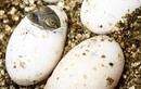 Cá sấu con chui ra từ vỏ trứng là ảnh động vật đẹp nhất tuần qua