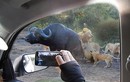 Đại gia đình sư tử thản nhiên xẻ thịt trâu rừng trước mặt du khách