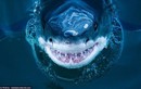 Rùng mình nụ cười nham hiểm của sát thủ đại dương khi săn mồi