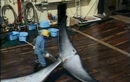 Bí mật một chuyến săn cá voi "chui" tại Nhật