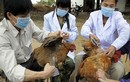 Trưởng ban thú y bị nhiễm cúm A H5N1