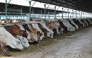 Bầu Đức bán bò, kiếm hơn 1.200 tỷ đồng