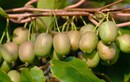 Phát sốt kiwi bé như quả nho, giá triệu đồng/kg, chị em tranh nhau mua