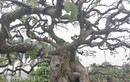 "Cụ" me bonsai trăm tuổi được rao bán gần 200 triệu ở Đồng Nai