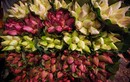 Ảnh: Tháng 6, hoa sen "thống lĩnh" tại chợ đêm Quảng Bá