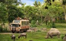 Đại gia Hong Kong bỏ chạy khỏi dự án Safari 500 triệu USD