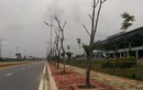Cây chết khô hàng loạt trên đường vào sân bay Nội Bài