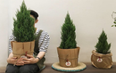 Giới trẻ Việt mua cây Sơn Tùng về "sống ảo" ngày lễ Noel