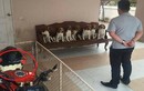 Chủ xe khổ sở vì đàn chó “mở tiệc” cắn phá xe phân khối lớn 